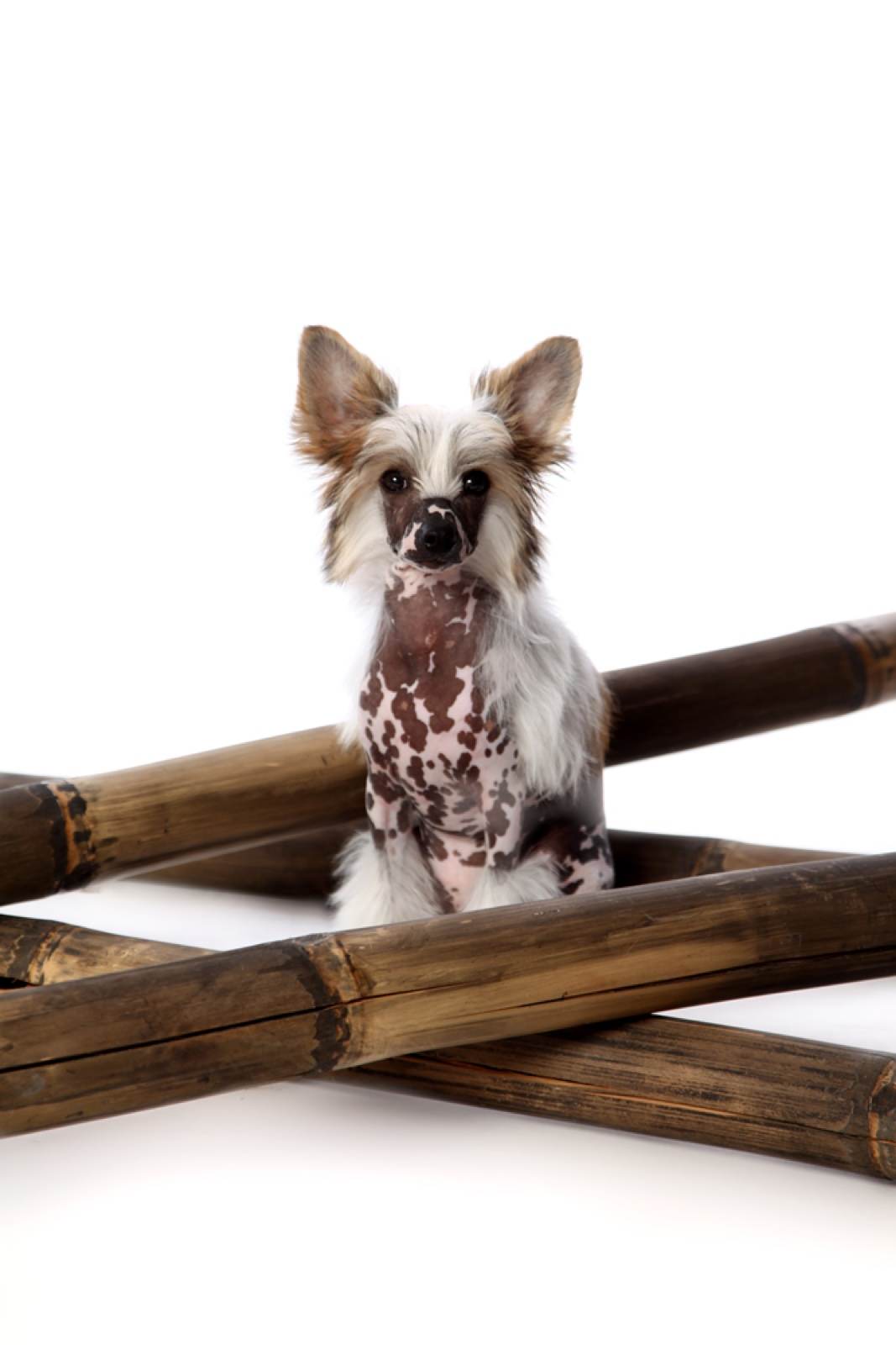 Tiere – Fotografie von ArtOfMoments, Berlin